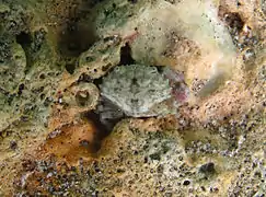 Etisus bifrontalis