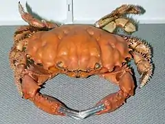 Etisus splendidus