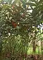 Tiges et feuilles, Darmaga, Bogor.
