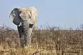Éléphant (Elephantidae)