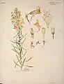 Étude de Linaria vulgaria scrofulariacée (no 62), Henri Bergé, Musée de l'École de Nancy.