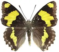 Euapatura mirza