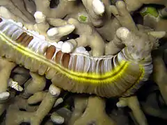 Euapta godeffroyi.