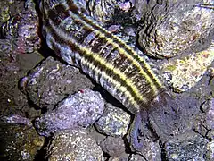 Euapta lappa.