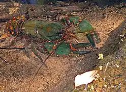 Euastacus spinifer