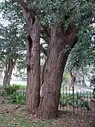 Arbre relique à l'église St.Johns, Glebe, New South Wales.