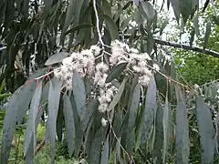 Eucalyptus perriniana var. pendula