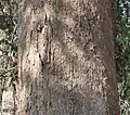 Écorce