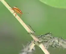 Attaque d'un pentatomidé.