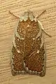 Euchaetis rhizobola
