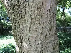 Écorce.