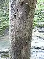 Tronc de Bois clou