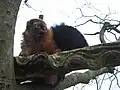 Lémur de Sclater (Eulemur macaco flavifrons)