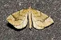 Eulithis mellinata  (Fabricius, 1787)