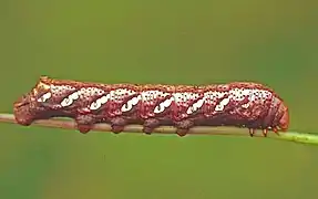 Chenille rouge
