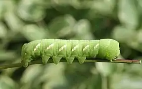 Chenille verte