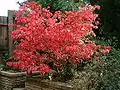 Feuillage d'automne de Euonymus alatus