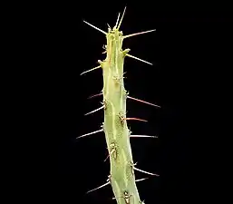 Euphorbia awashensis&nbsp;(es).