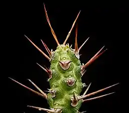 Euphorbia ellenbeckii&nbsp;(de).