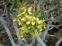 Infructescence, les bractées persistent lors de la fructification.