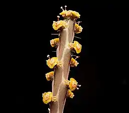 Euphorbia sebsebei&nbsp;(sv).
