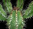 Les glochides jaunes d'Opuntia howeyi (de), les zébrures sur les feuilles de l'Aloès maculé et les côtes grisâtres sillonnant la tige de l'Euphorbe vireuse, présentent des couleurs aposématiques avertissant les prédateurs de la spinescence propre à protéger ces plantes contre les mammifères herbivores.