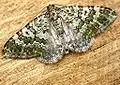 Euphyia frustata  (Treitschke, 1828)
