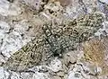Eupithecia abbreviata  Stephens, 1831
