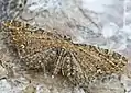 Eupithecia assimilata  Doubleday, 1856