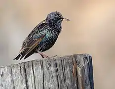 Étourneau sansonnet se tenant sur un poteau de bois dans le comté de Sonoma (Californie).