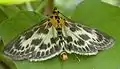 Eurrhypara hortulata  (Linnaeus, 1758)