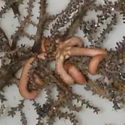 Ophiocreas oedipus