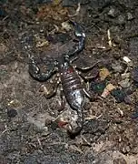 Euscorpius sicanus