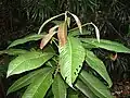 Eusideroxylon zwageri ,