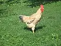 Coq marradune