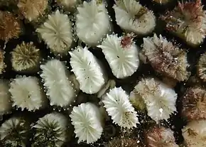 Eusmilia fastigiata