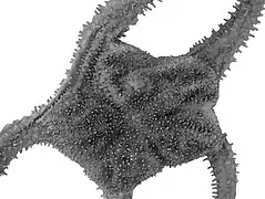 Evoplosoma claguei.