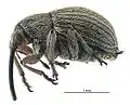 Exapion ulicis, vue latérale.