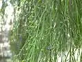 Branches