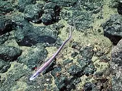 Aldrovandia sp. (Halosauridae)