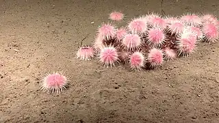Strongylocentrotus fragilis