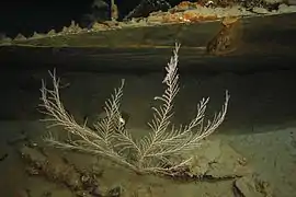 Callogorgia sp.