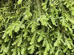 Exsertotheca crispa.