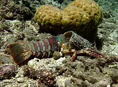 Exuvie («&nbsp;mue&nbsp;») de langouste fourchette à La Réunion.