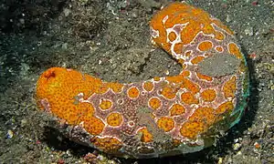 Bohadschia ocellata