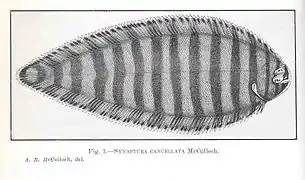 Zebrias cancellatus