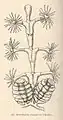 Dynamena disticha