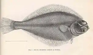 Dexistes rikuzenius.