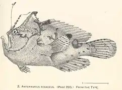 Antennarius rosaceus