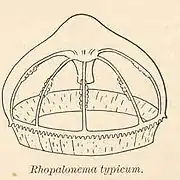 Rhopalonema typicum